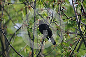 Male blackbird or Turdus merula in spring time