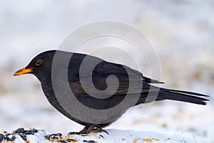 Male Blackbird in wintertime and sunshine. At telephoto oaf a male Blackbird in wintertime and sunshine.