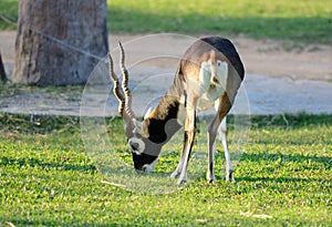 Male blackbuck Antilope cervicapra