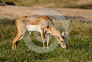 Male blackbuck Antilope cervicapra