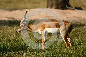 Male blackbuck Antilope cervicapra