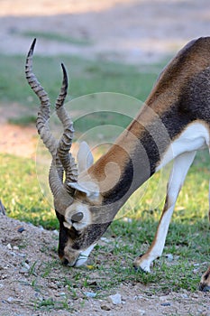 Male blackbuck (Antilope cervicapra)