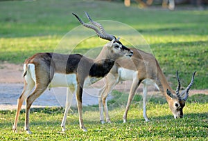 Male blackbuck (Antilope cervicapra)