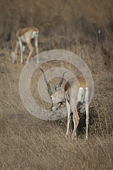 Male blackbuck Antilope cervicapra browsing, Devalia, Gir Sanctuary.