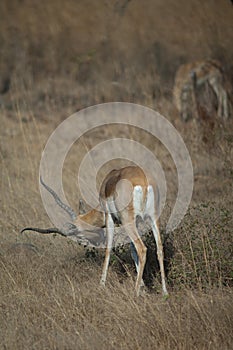 Male blackbuck Antilope cervicapra browsing, Devalia, Gir Sanctuary.