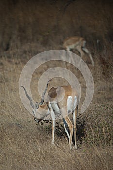 Male blackbuck Antilope cervicapra browsing, Devalia, Gir Sanctuary.