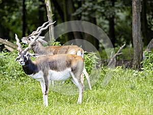 Male Blackbuck, Antilope cervicapra, stands in the shade on a forest glade