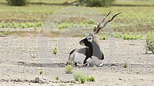 Male blackbuck deer closeup in an open grass field at tal chhapar sanctuary rajasthan india - Antilope cervicapra