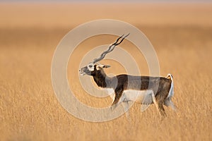 Male Blackbuck in dry grassland