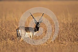 Male Blackbuck in grassland photo
