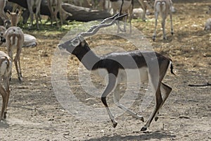 Male blackbuck or Indian antelopey who runs around the herd in t