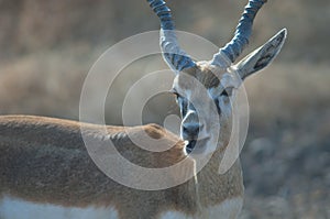 Male blackbuck ruminating in the Gir Sanctuary.