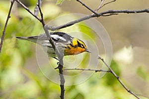 Male Blackburnian Warbler, Setophaga fusca, perched on a small branch