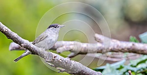 Male Blackcap on Branch of Tree