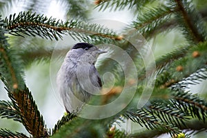 Male blackcap perched on a pine tree