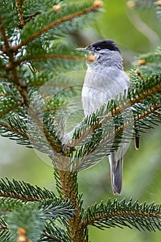 Male blackcap perched on a pine tree