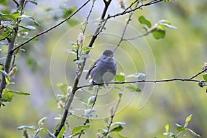 Male blackcap perched in a tree in spring