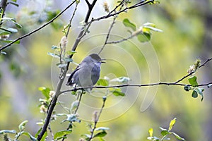 Male blackcap singing in a tree in spring