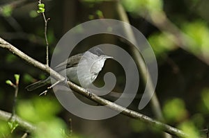 A male Blackcap, Sylvia atricapilla, perching on a branch of a tree in springtime.