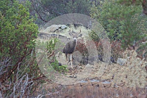 Male Blacktail Deer