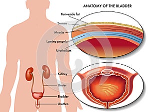 Male bladder photo