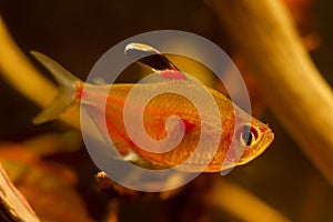 Male of bleeding heart tetra shows its breeding colors, Hyphessobrycon socolofi ready to spawn, freshwater fish Rio Negro endemic