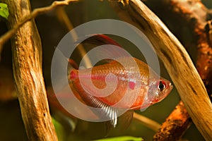 Male of bleeding heart tetra shows its breeding colors ready to spawn, Hyphessobrycon socolofi, freshwater fish, Rio Negro endemic