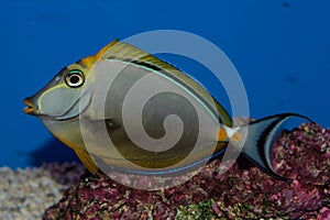 Male Blonde Naso Tang