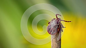 Male blood-sucking mite crawling on a dry blade of grass outdoors macro