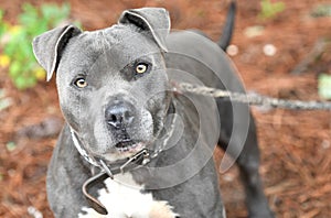 Male Blue American Pitbull Terrier dog outside on leash