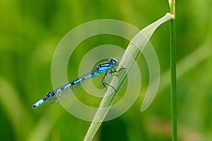 Male blue damselfly on a blade of grass