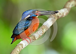 The male of Blue-eared kingfisher (Alcedo meninting) a little be