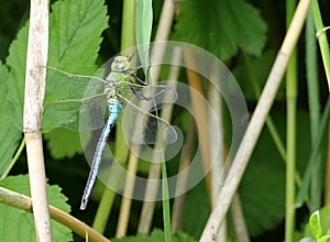 A male Blue Emperor dragonfly (Anax imperator), a type of hawker dragonfly