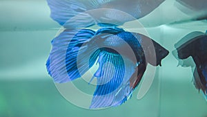 Male blue fighter fish or Siamese fighting fish or Betta splendens inside the aquarium.