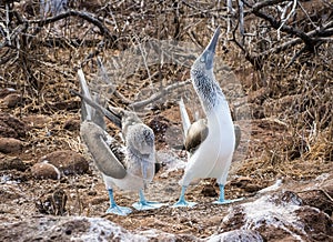 A male blue footed booby celebrates his successful mating