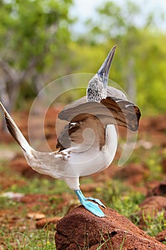 Male Blue-footed Booby displaying on North Seymour Island, Galapagos National Park, Ecuador