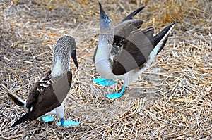 Mating dance of the Blue footed booby on Isla de la Plata, Ecuador photo