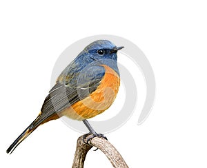 male of blue-fronted redstart, fat blue bird with orange belly perching on wooden branch isolated on white background