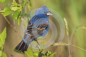 Male Blue Grosbeak (Guiraca caerulea) photo