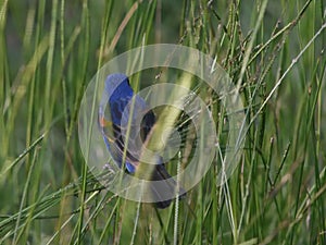 Male blue grosbeak in lush green grass. Passerina caerulea.