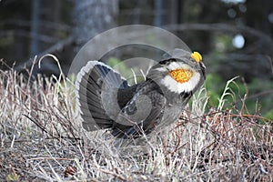 Male Blue Grouse Dendragapus fuliginosus Courtship Pose