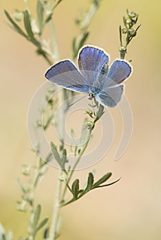 Male blue icarus butterfly hanging with wings open