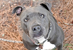 Male blue nose American Pit Bull Terrier dog portrait looking up at camera