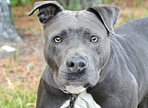 Male blue nose American Pit Bull Terrier dog portrait staring at camera