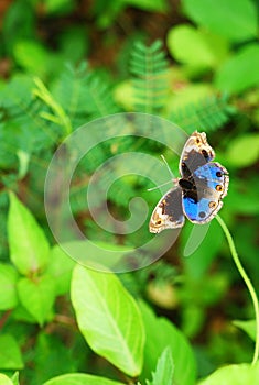 Male Blue Pansy Butterfly on tree with natural green background