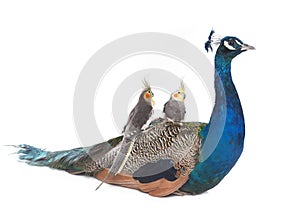 Male blue peacock and calopsitte