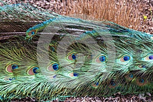 Male Blue Peacock Plumage Detail British Columbia Canada