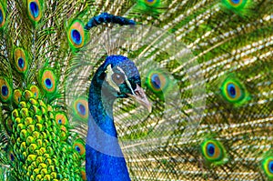 Male Blue Peacock showing it's colorful tail feathers