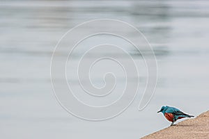 Male blue rock thrush on quay of fishing harbor.