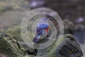 Male blue rock thrush on the rock